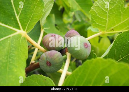 Feigenbaum Ficus carica ist eine subtropische Laubpflanze der Gattung Ficus der Familie Mulberry. Feigen auf einem Ast. Gartenpflanzen. Reife grüne rote Feige in einem Garten oder Bauernhof Stockfoto