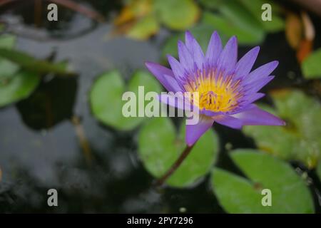 Nahaufnahme der lila Wasserlilie im See Stockfoto