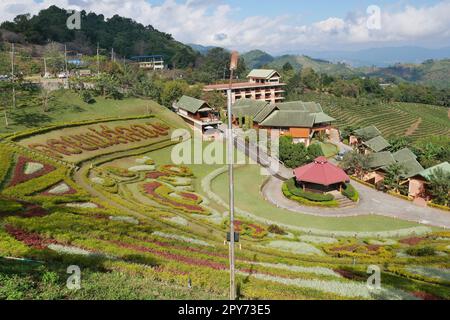 Blick aus dem hohen Winkel auf Tee- und Blumengärten in Mae Salong, Thailand Stockfoto