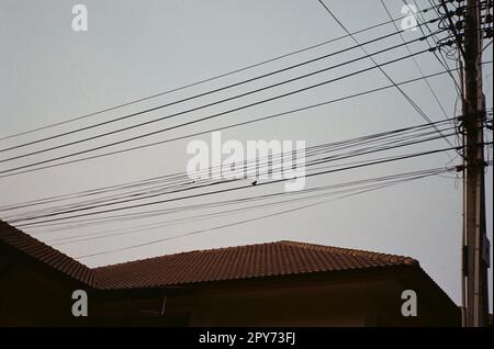 Ein Hausdach unter einem Haufen Kabel und einer Krähe Stockfoto