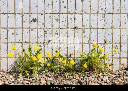 Gelbe Blumen Löwenzahn auf Steinwandhintergrund Stockfoto