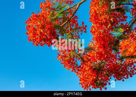 Wunderschöne tropische Flammen Baum rote Blumen Flamboyant Delonix Regia Mexiko. Stockfoto