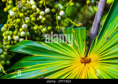Tropische natürliche Palmenpalmen mit blauem Himmel Mexiko. Stockfoto