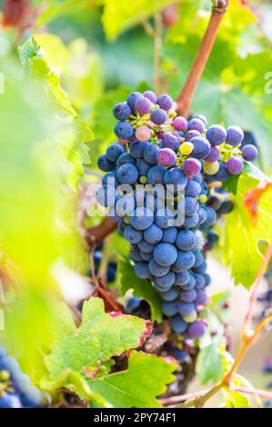 Vor der Ernte hängen im September blaue Trauben an einer Rebpflanze, dazwischen liegen grüne und rote Trauben Stockfoto