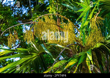 Tropische natürliche Palmenpalmen mit blauem Himmel Mexiko. Stockfoto