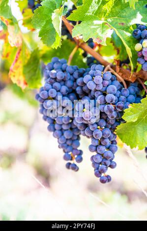 Aus nächster Nähe hängen zwei blaue Trauben im Herbst bei Sonnenlicht an einer Rebpflanze in einem Weinland Stockfoto