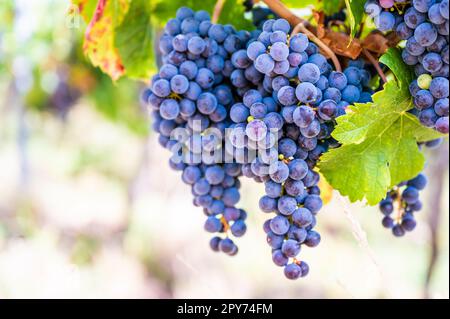 Aus nächster Nähe hängen zwei blaue Trauben im Herbst bei Sonnenlicht an einer Rebpflanze in einem Weinland Stockfoto