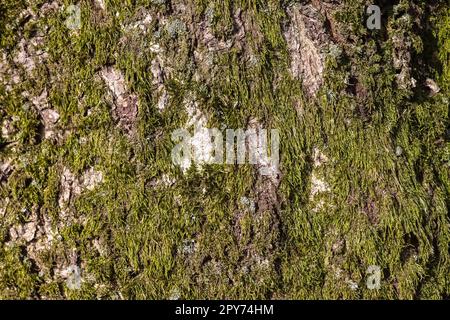 Detaillierte Nahaufnahme verschiedener Moosstrukturen auf einem Waldgrund Stockfoto