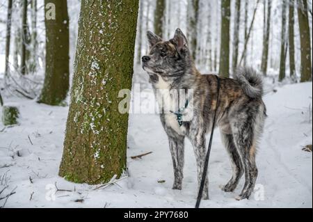 Wunderschöner Akita Inu Hund mit grauem Fell im Schnee Stockfoto