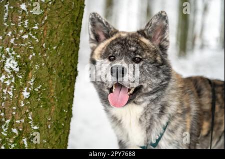 Nahaufnahme des wunderschönen Akita Inu Hundes mit grauem Fell im Schnee Stockfoto