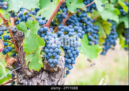 Blaue reife Trauben hängen im September vor der Ernte an einer Rebpflanze Stockfoto