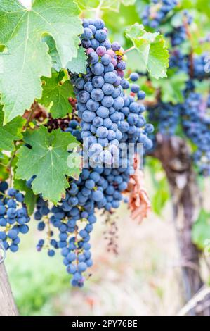 Blaue reife Trauben hängen im September vor der Ernte an einer Rebpflanze Stockfoto