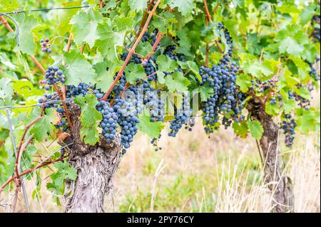 Blaue reife Trauben hängen im September vor der Ernte an einer Rebpflanze Stockfoto