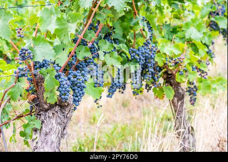 Blaue reife Trauben hängen im September vor der Ernte an einer Rebpflanze Stockfoto