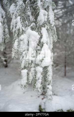 Tannenbaum mit viel Schnee auf dem Ast im Winter Stockfoto