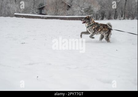 Akita inu Dog mit grauem Fell läuft im Winter durch den Schnee Stockfoto