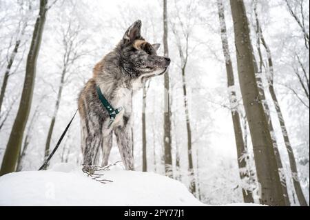 Süßer Akita Inu Hund mit grauem Fell, der im Winter mit viel Schnee auf einem Felsen im Wald steht Stockfoto