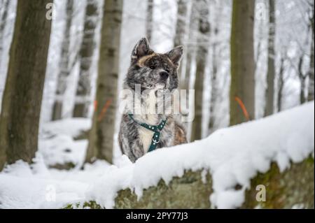 Akita inu Hund mit grauem Fell, der im Winter mit viel Schnee auf einem Felsen im Wald steht Stockfoto