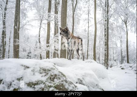 Süßer Akita Inu Hund mit grauem Fell, der im Winter mit viel Schnee auf einem Felsen im Wald steht Stockfoto