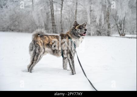 Der süße akita inu Hund mit grauem Orangenfell steht im Winter im Schnee Stockfoto