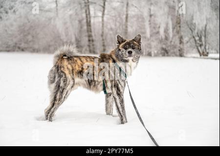 Der süße akita inu Hund mit grauem Orangenfell steht im Winter im Schnee Stockfoto