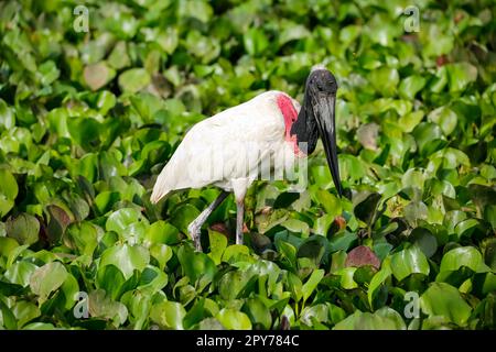 Jabiru-Storch waten in grünen Wasserhyazinthen, Pantanal Wetlands, Mato Grosso, Brasilien Stockfoto