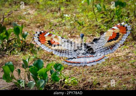 Nahaufnahme von Sunbittern in Flugnähe mit baumreichen gemusterten Flügeln, Pantanal Wetlands, Mato Grosso, Brasilien Stockfoto