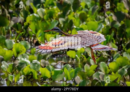 Seitenansicht der wunderschönen Sunbittern im Flug vor grünem Hintergrund mit wundervoll gemusterten Flügeln, Pantanal Wetlands, Mato Grosso, Brasilien Stockfoto