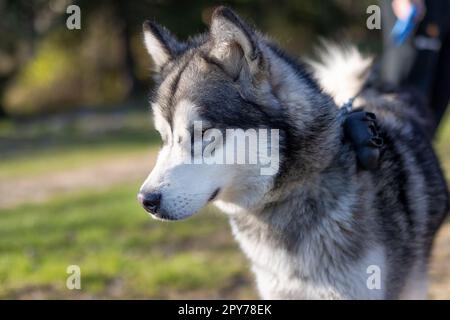 Nahaufnahme im sibirischen Husky-Porträt mit weißem und grauem Mantel, braunen Augen und unscharfem grünen Hintergrund Stockfoto