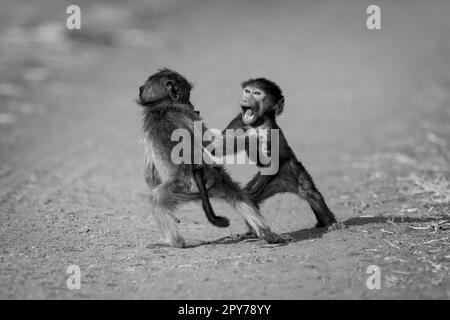 Mono-Baby-Chacma-Paviane spielen auf der Rennstrecke Stockfoto