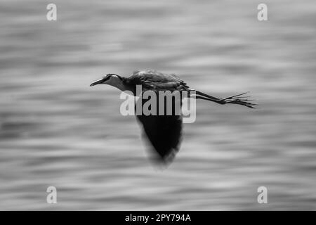 Mono-Slow-Pan des afrikanischen Jacana-Fliegens Stockfoto