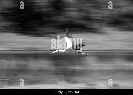 Mono-Slow-Pan, Gelbschnabelstorch fliegt Stockfoto