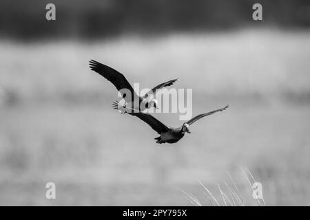 Mono zwei weiße Pfeifenten fliegen am Flussufer entlang Stockfoto