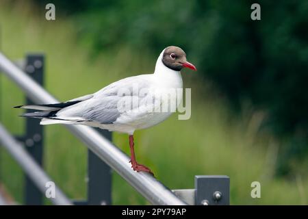 Lachmöwe auf einer Stange an der Donau. Stockfoto