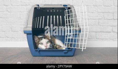 Alte gestromte Katze liegt in einer Kiste. Stockfoto