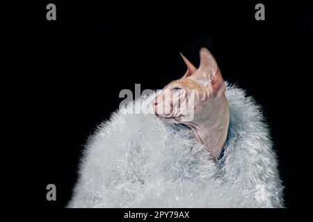 Lustiges Porträt einer sphynx-Katze mit Lametta - isoliert auf schwarzem Hintergrund. Stockfoto