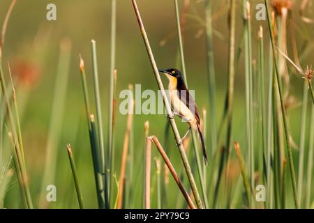 Donacobius mit schwarzem Kappen, der auf einem Schilf sitzt, stalkt vor grünem Hintergrund, Pantanal Wetlands, Mato Grosso, Brasilien Stockfoto