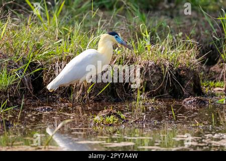 Wunderschöne Deckelreiher-Futtersuche am Ufer, Pantanal Wetlands, Mato Grosso, Brasilien Stockfoto