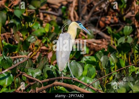 Wunderschöne Deckelreiher-Futtersuche am Ufer, Pantanal Wetlands, Mato Grosso, Brasilien Stockfoto