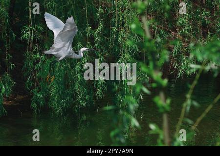 Die kleine Egret (Egretta garzetta) fliegt im Frühling über dem Fluss Stockfoto