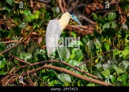 Nahaufnahme eines wunderschönen bedeckten Reiherons hoch oben auf einem Ast vor natürlichem Hintergrund, auf der Suche nach Beute, Pantanal Wetlands, Mato Grosso, Brasilien Stockfoto