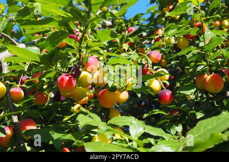 Prunus cerasifera ist eine Pflaumenart, die unter den gebräuchlichen Namen Cherry Pflum und Myrobalan Pflum bekannt ist. Zierbaum für Garten- und Landschaftsbau. Gelbe und rote Pflaumenfrüchte auf den Zweigen Stockfoto