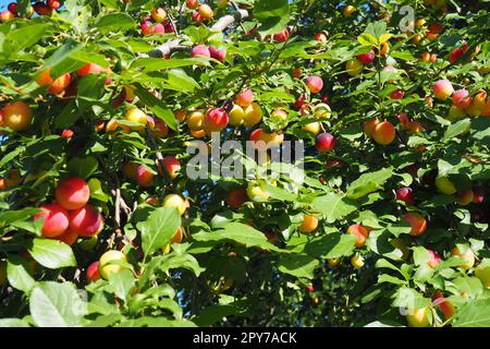 Prunus cerasifera ist eine Pflaumenart, die unter den gebräuchlichen Namen Cherry Pflum und Myrobalan Pflum bekannt ist. Zierbaum für Garten- und Landschaftsbau. Gelbe und rote Pflaumenfrüchte auf den Zweigen Stockfoto