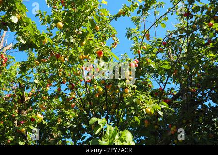 Prunus cerasifera ist eine Pflaumenart, die unter den gebräuchlichen Namen Cherry Pflum und Myrobalan Pflum bekannt ist. Zierbaum für Garten- und Landschaftsbau. Gelbe und rote Pflaumenfrüchte auf den Zweigen Stockfoto