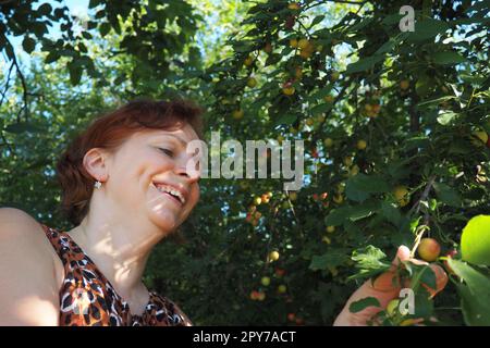 eine weiße, 40 Jahre alt, sammelt Kirschpflaume von einem Baum und lacht. Ernte in Serbien. Prunus cerasifera ist eine Pflaumenart, die unter den gebräuchlichen Namen Cherry Pflum und Myrobalan Pflum bekannt ist Stockfoto