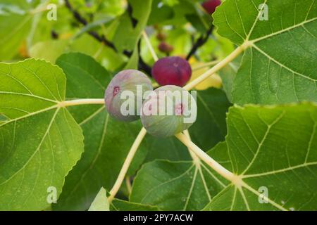 Feigenbaum Ficus carica ist eine subtropische Laubpflanze der Gattung Ficus der Familie Mulberry. Feigen auf einem Ast. Gartenpflanzen. Reife grüne rote Feige in einem Garten oder Bauernhof Stockfoto