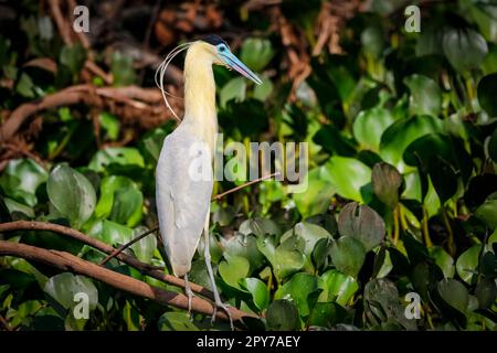 Nahaufnahme eines wunderschönen bedeckten Reiherons hoch oben auf einem Ast vor natürlichem Hintergrund, auf der Suche nach Beute, Pantanal Wetlands, Mato Grosso, Brasilien Stockfoto