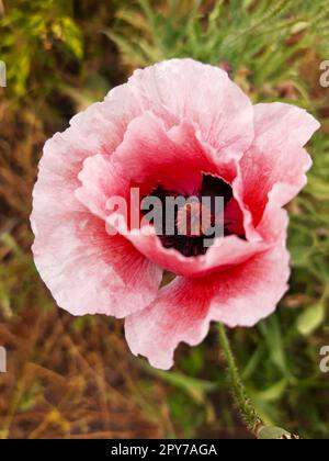 Rosa Mohnblume auf grünem Hintergrund Stockfoto