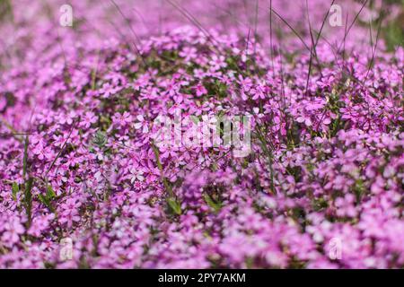 Flache Tiefenschärfe Foto, nur wenige Blüten im Fokus, pink/lila Blumenbeet. Abstrakte blühenden Frühling Hintergrund. Stockfoto