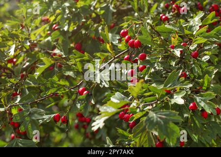 Weißdorn (Crataegus/hawberry) Bush mit kleinen roten Früchten. Stockfoto